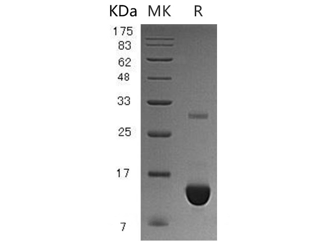 Валидация Elabscience PKSH033009(3393)