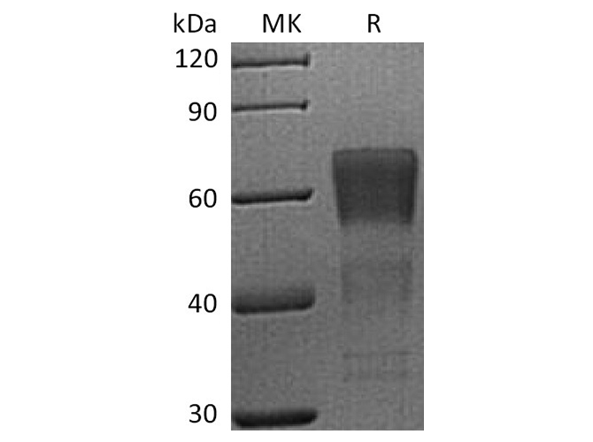 Валидация Elabscience PKSH033788(4059)