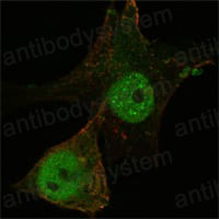 Валидация IF - AntibodySystem RHJ52503