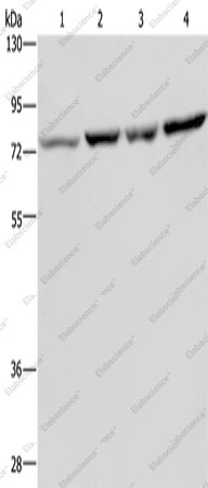 Вестерн-блоттинг, PABPC1, клетки A549, PC3, HeLa и LoVo