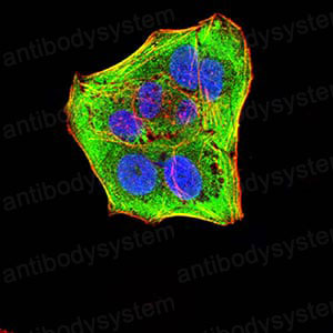 Валидация IF - AntibodySystem RHF11102
