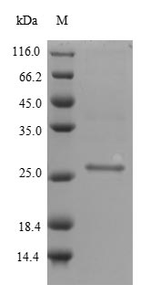 SDS-PAGE