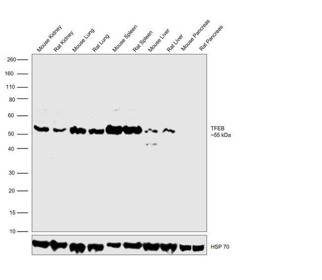 Валидация AssayVector ARM2216(3693)