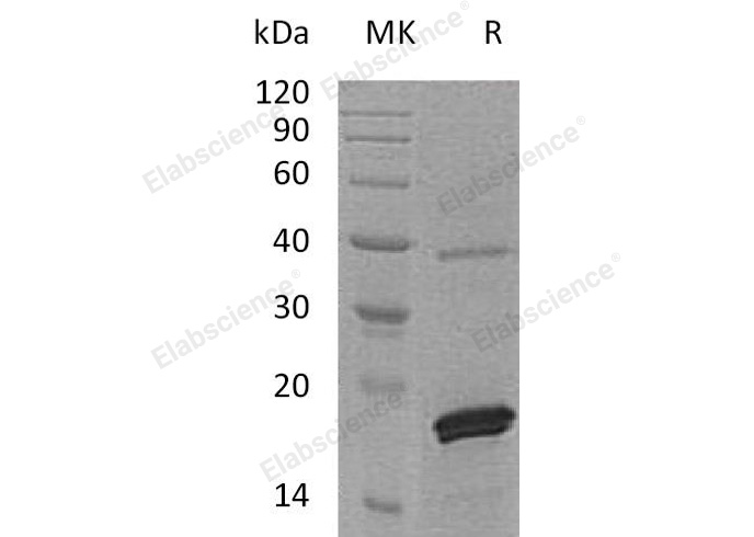 Валидация Elabscience PKSH032929(3327)