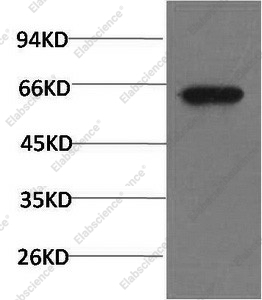 Вестерн-блоттинг, Phospho-AKT1 (Ser473), клетки PC3