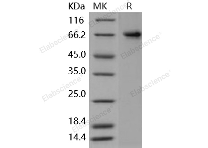 Валидация Elabscience PKSH030929(1754)