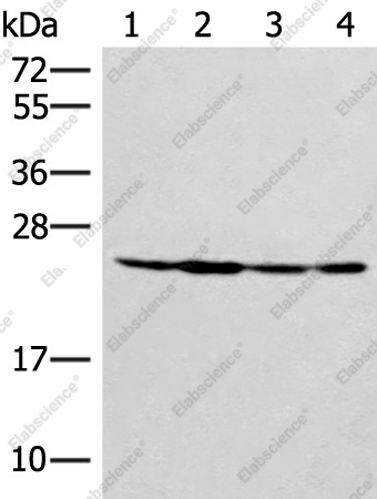 Вестерн-блоттинг, SSSCA1, клетки HeLa 231, A549 и ткань печени мыши