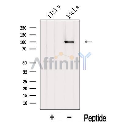 Валидация Affinity DF13089 - 7974