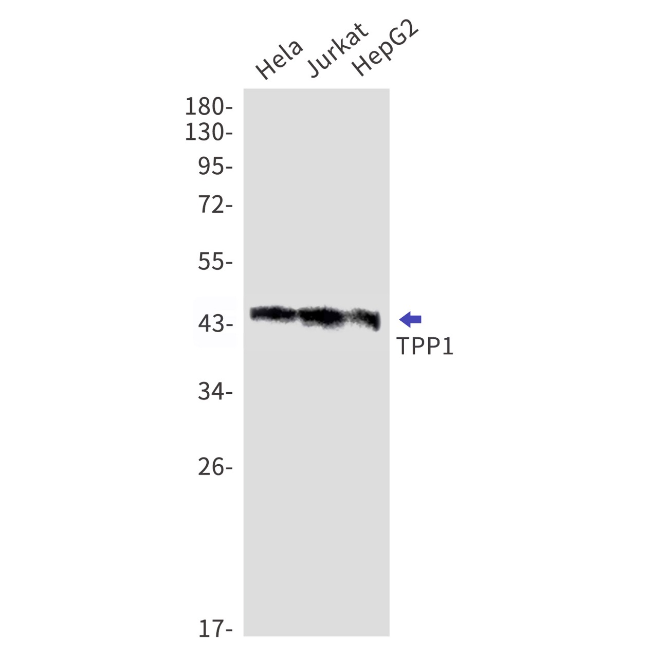 Валидация WB - AssayVector ARM1589 (591)