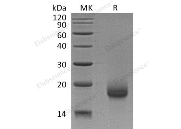 Валидация Elabscience PKSH032715(3144)