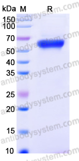 YHN47002, SDS-PAGE