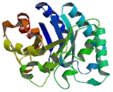 N-Acetyl Beta-D-Glucosaminidase (NAGase)