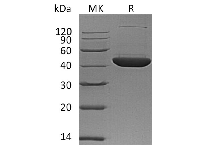 Валидация Elabscience PKSH032349(2839)