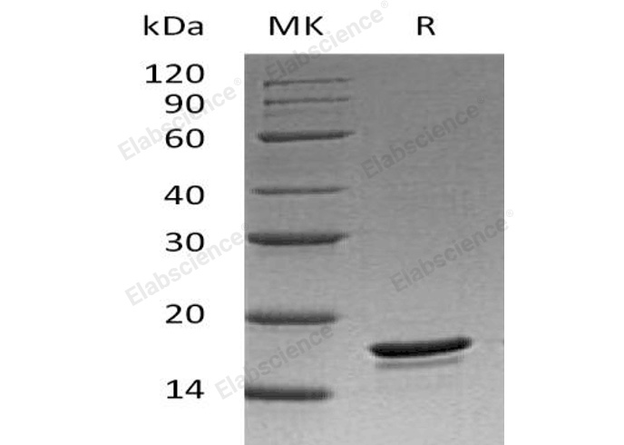 Валидация Elabscience PKSH032116(2655)