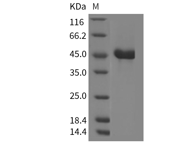 Валидация Elabscience PKSM040340(4344)