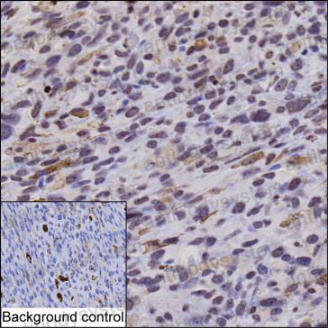 Валидация AntibodySystem RRB06201