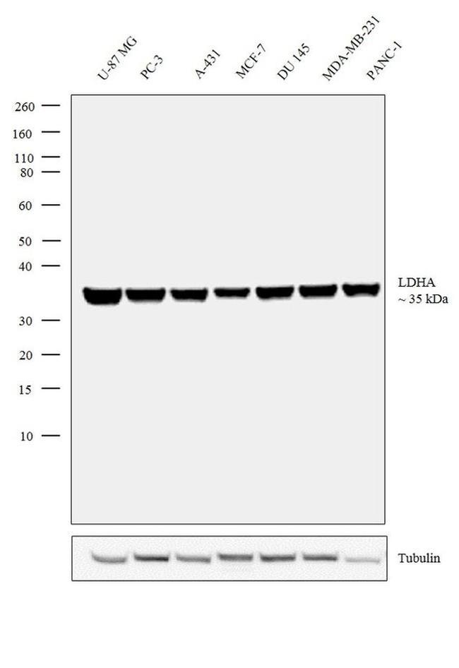 Валидация AssayVector ARM1390(1096)