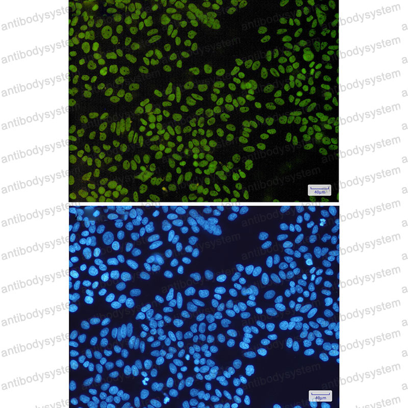 Валидация IF - AntibodySystem RHG30003