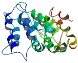 TERF1 Interacting Nuclear Factor 2 (TINF2)