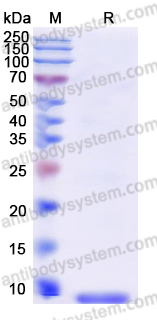 YHF92903, SDS-PAGE