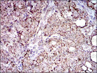 Валидация AntibodySystem RHC12802 (654)