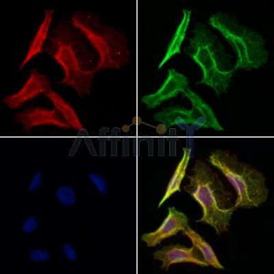 Валидация Affinity DF4558 - 16148