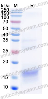 Валидация AntibodySystem YHB92601