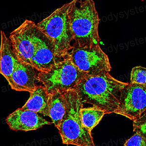 Валидация IF - AntibodySystem RHN92002