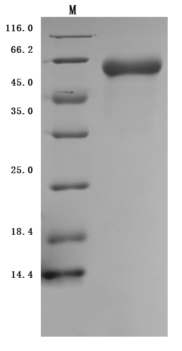 SDS-PAGE