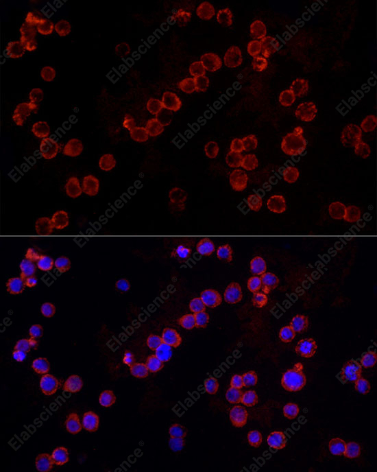 Иммунофлуоресценция, NLRC4, клетки THP-1