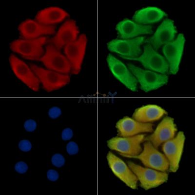 Валидация Affinity DF15555 - 11960