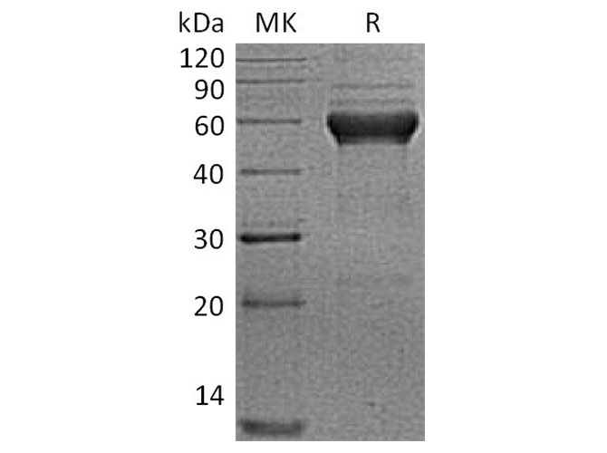 Валидация Elabscience PKSH033782(4053)