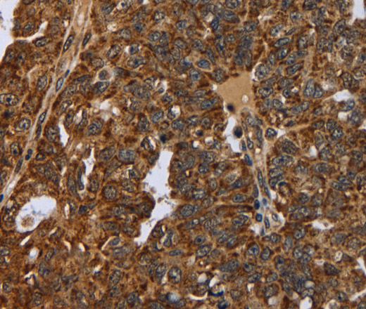 Валидация Elabscience E-AB-16639