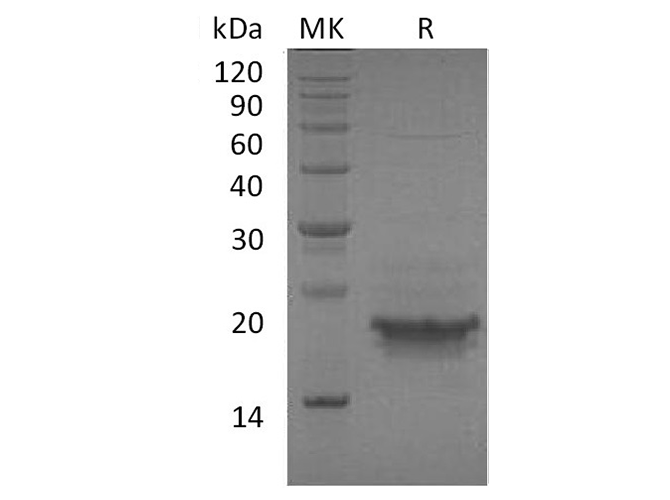 Валидация Elabscience PKSH033338(3669)
