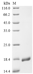 SDS-PAGE