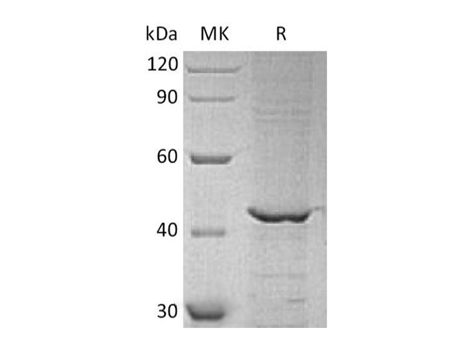 Валидация Elabscience PKSH033673(3956)