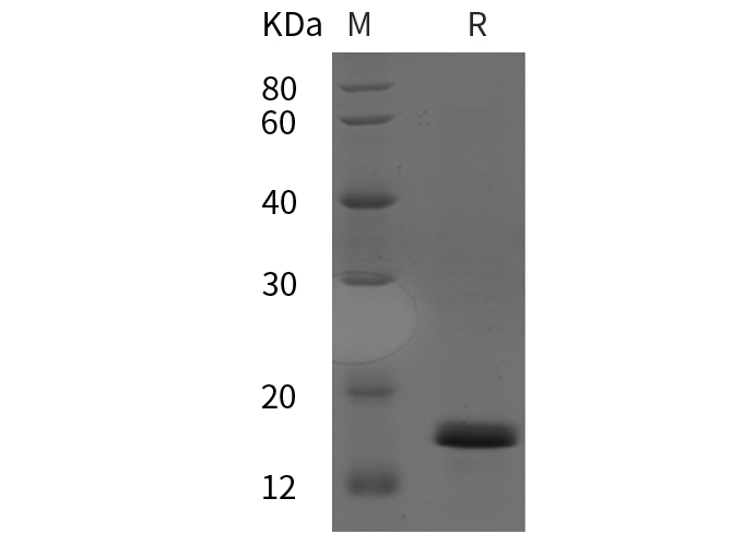 Валидация Elabscience PDEH100825(263)