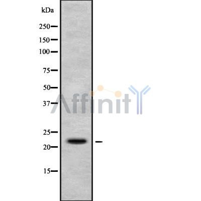 Валидация Affinity DF8855 - 20940