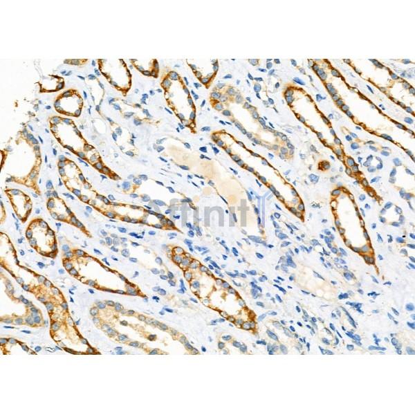 Валидация Affinity DF7340 - 19047