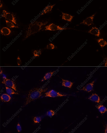 Иммунофлуоресценция, PRDX3, клетки NIH-3T3