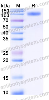 AHJ03702, SDS-PAGE