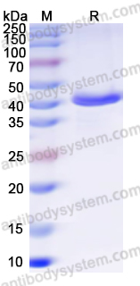 Валидация AntibodySystem YMJ07801