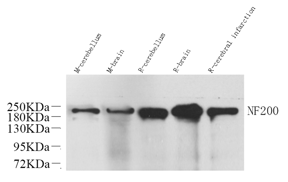 Валидация Elabscience E-AB-70063