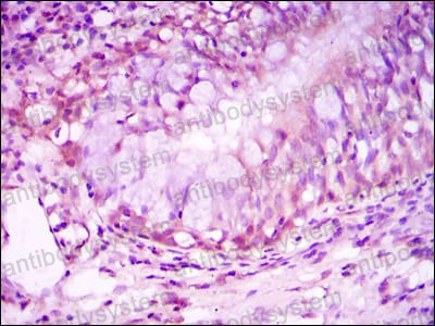 Валидация AntibodySystem RHC06803