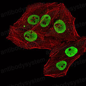 Валидация IF - AntibodySystem RHH30001