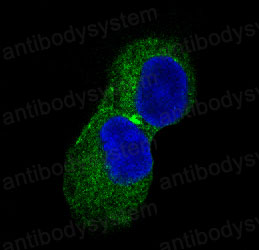 Валидация IF - AntibodySystem RHN59801