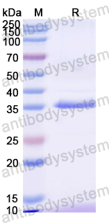 YMK28501, SDS-PAGE
