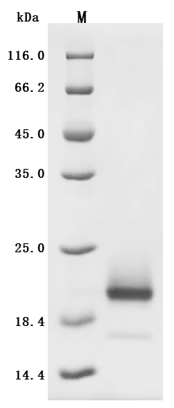 SDS-PAGE