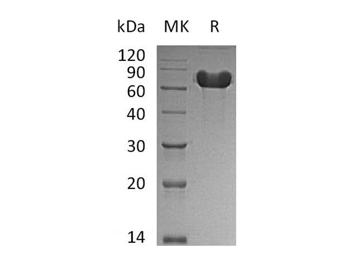 Валидация Elabscience PKSH033312(3645)