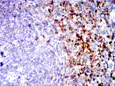 Валидация AntibodySystem RHD71003 (1751)